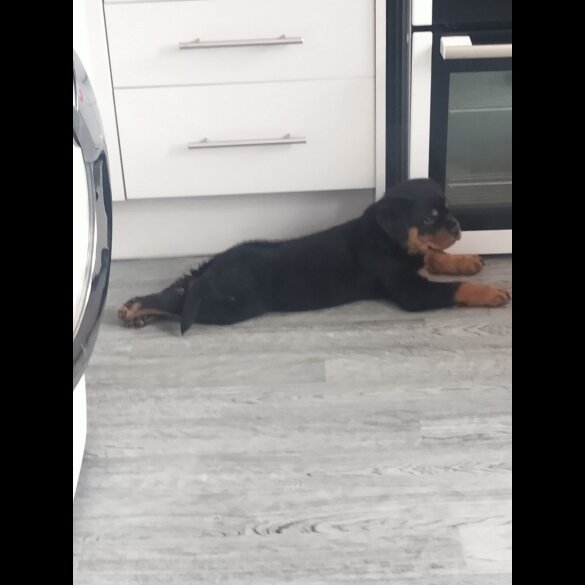 Rottweiler - Both