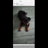 Rottweiler - Both