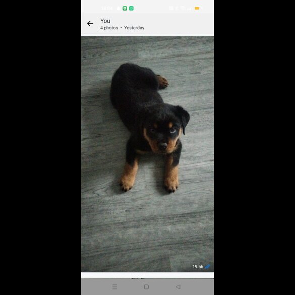 Rottweiler - Both