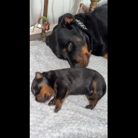 Rottweiler - Both