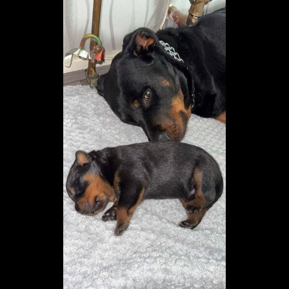 Rottweiler - Both