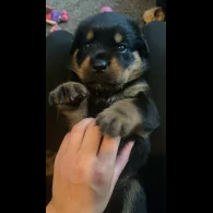 Rottweiler - Bitches