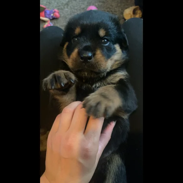 Rottweiler - Bitches