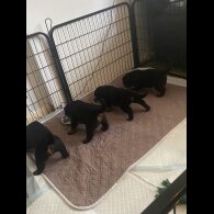 Rottweiler - Bitches