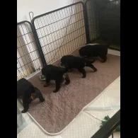 Rottweiler - Bitches