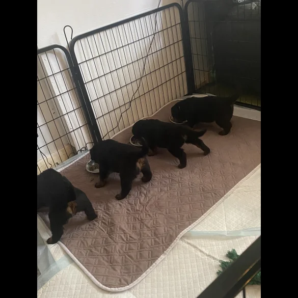 Rottweiler - Bitches