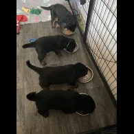 Rottweiler - Bitches