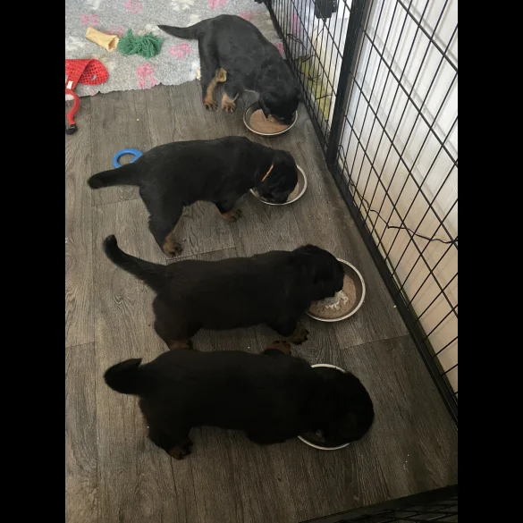 Rottweiler - Bitches