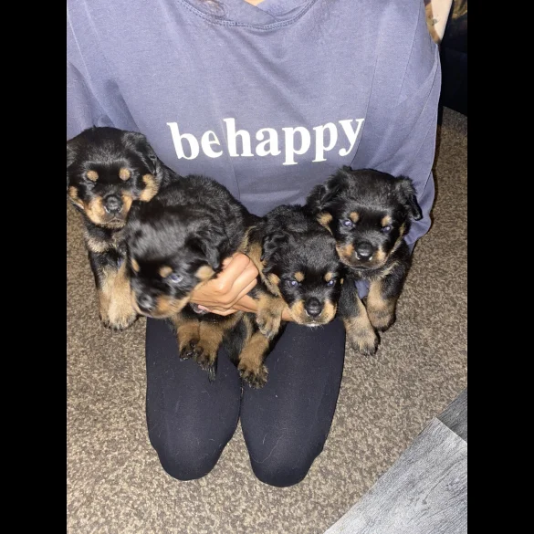 Rottweiler - Bitches