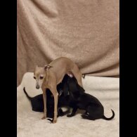 Italian Greyhound - Both
