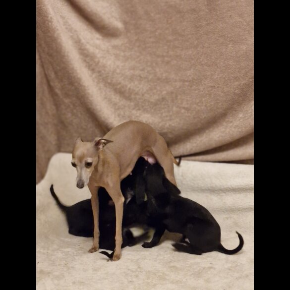 Italian Greyhound - Both