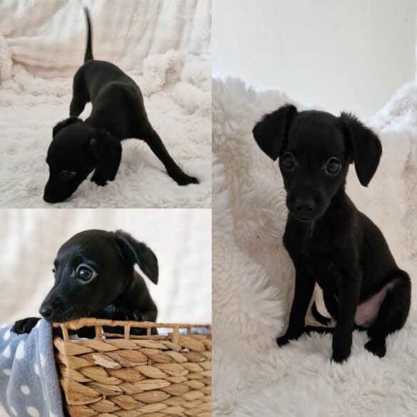 Italian Greyhound - Both