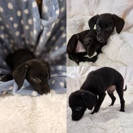 Italian Greyhound - Both