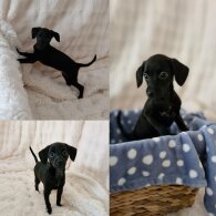 Italian Greyhound - Both