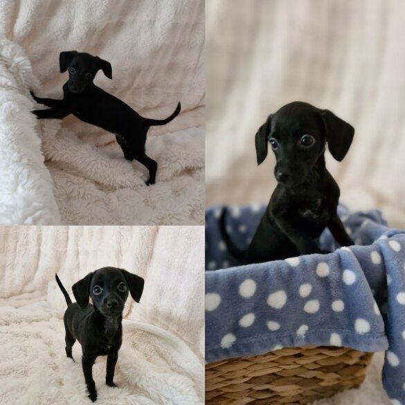 Italian Greyhound - Both