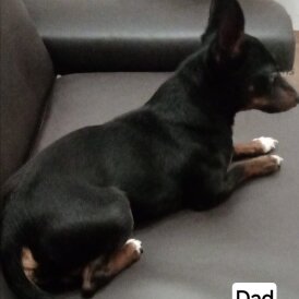 Russian Toy Terrier