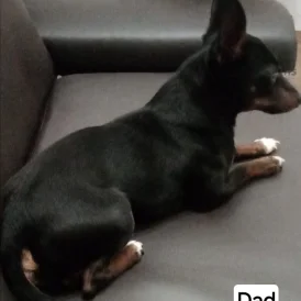 Russian Toy Terrier