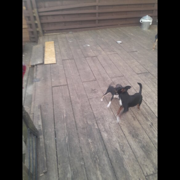 Russian Toy Terrier