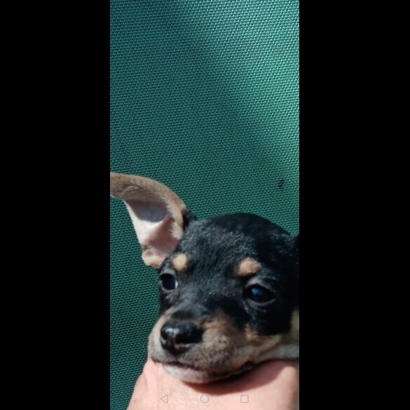Russian Toy Terrier