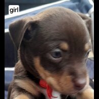 Russian Toy Terrier