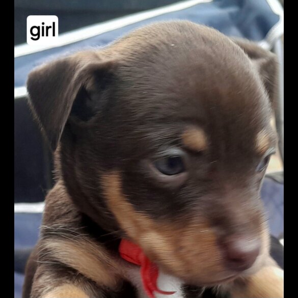 Russian Toy Terrier