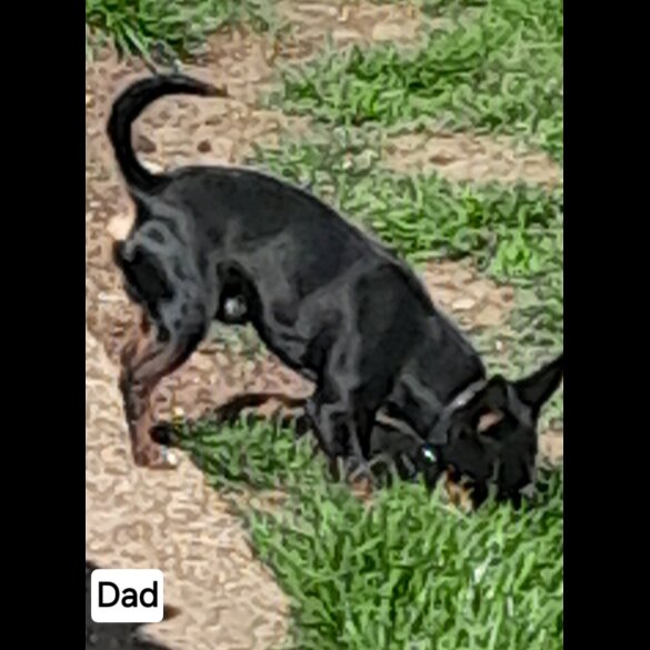 Russian Toy Terrier