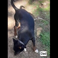 Russian Toy Terrier