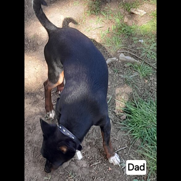 Russian Toy Terrier