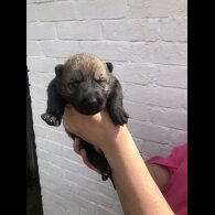 Saarloos Wolfdog - Both