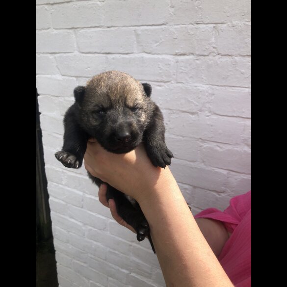 Saarloos Wolfdog - Both