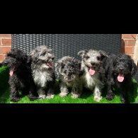 Schnoodle - Both