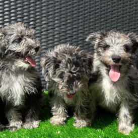Schnoodle - Both