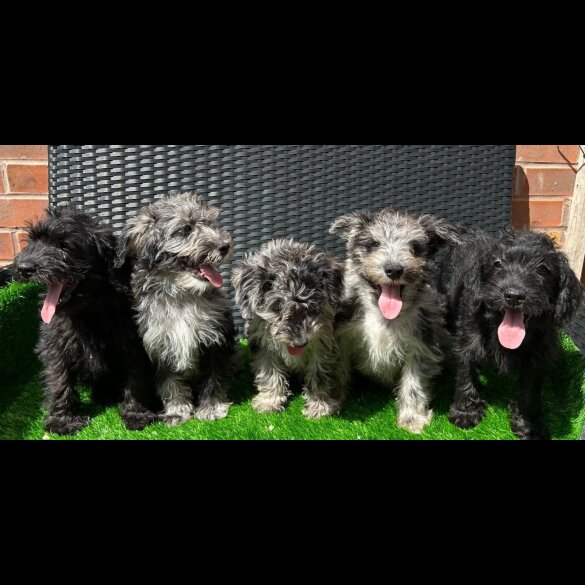 Schnoodle - Both