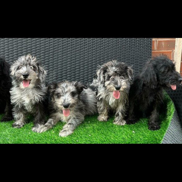 Schnoodle - Both