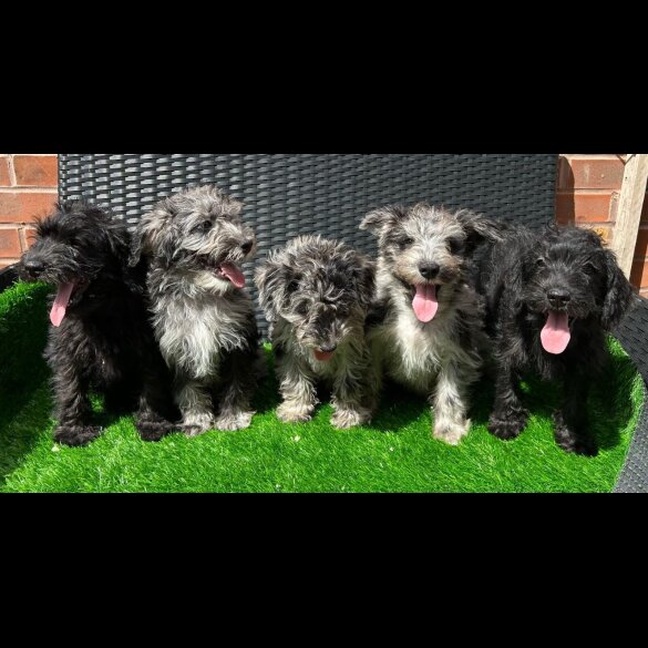Schnoodle - Both