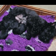 Scottish Terrier - Both
