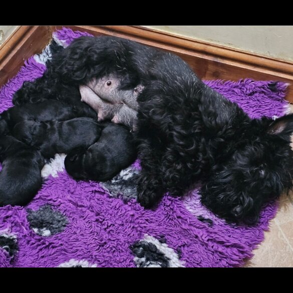 Scottish Terrier - Both