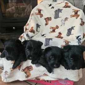 Scottish Terrier - Both