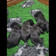 Scottish Terrier - Both
