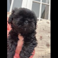 Shih Tzu - Dogs