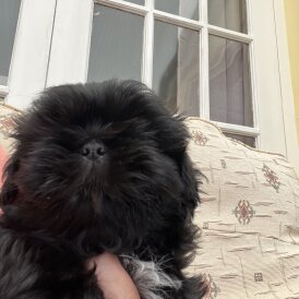 Shih Tzu - Dogs