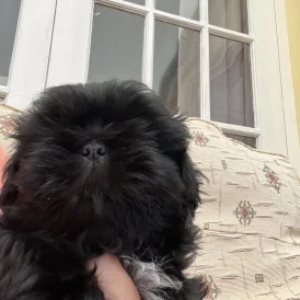 Shih Tzu - Dogs