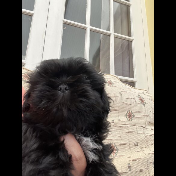 Shih Tzu - Dogs