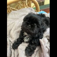 Shih Tzu - Dogs