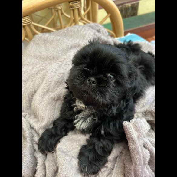 Shih Tzu - Dogs