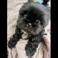 Shih Tzu - Dogs