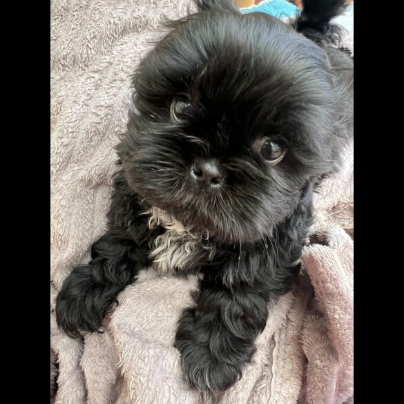 Shih Tzu - Dogs