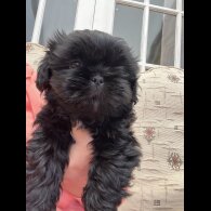 Shih Tzu - Dogs