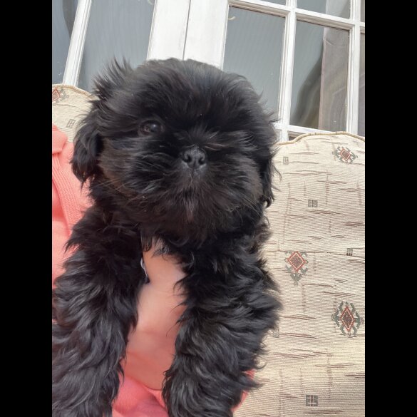Shih Tzu - Dogs