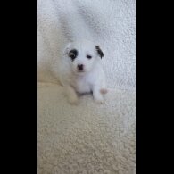 Shih Tzu - Both